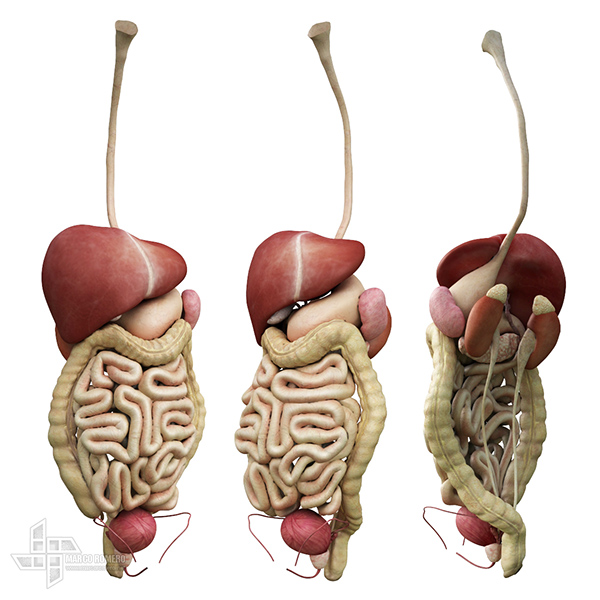 Digestive System (Male) on Behance
