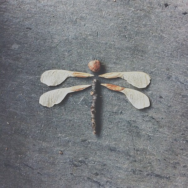 dragonfly - Brock Davis