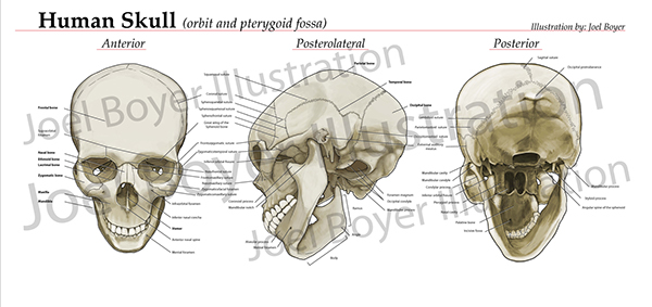 human skull anatomy on Behance