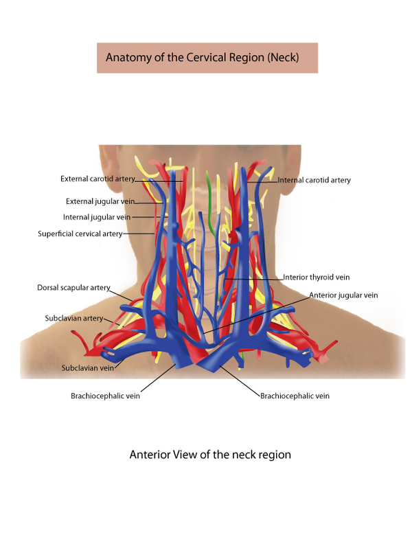 Neck Vains And Artories - This diagram shows the veins present in the