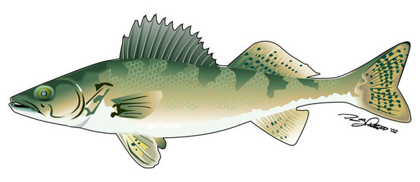 clip art walleye fish - photo #6